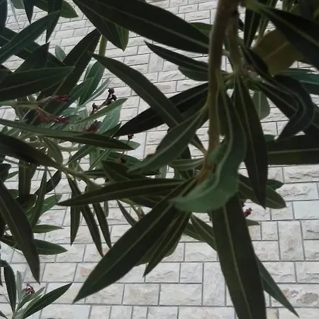 Bed & Breakfast Daniela 3*